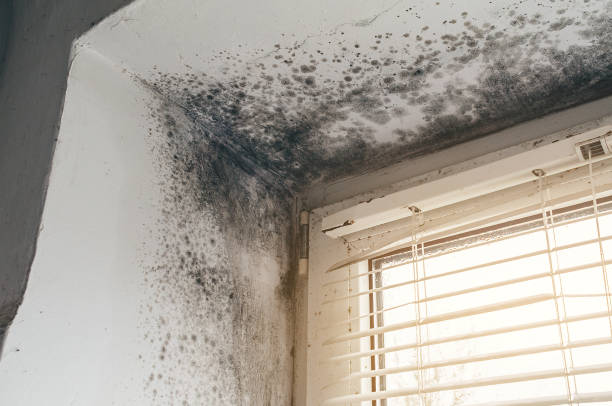 Affordable Mold Cleanup solutions in Colleyville, TX